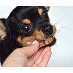 Купить Легкое говяжье сушеное, кудики  2-2 см No name в Калиниграде с доставкой (фото 6)