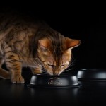 Купить Сухой корм PRO PLAN® Sterilised VITAL FUNCTIONS для стерилизованных кошек для поддержания функций почек, мозга и иммунитета с лососем, 400 гр Pro Plan в Калиниграде с доставкой (фото 8)
