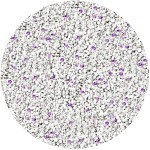 Купить SOFT CAT Комкующийся наполнитель с ароматом лаванды, 5л SoftCat в Калиниграде с доставкой (фото 1)