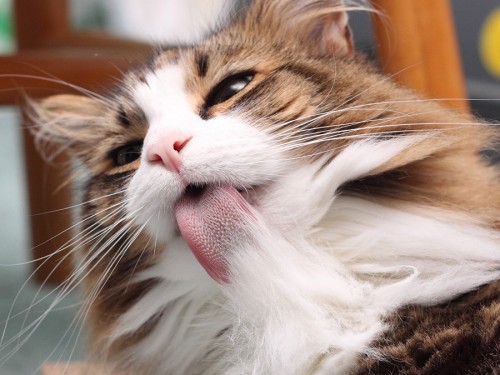 Товары для кошек для выведения шерсти из желудка (Hairball)
