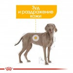Купить Royal Canin Maxi Dermacomfort для собак склонных к кожным раздражениям и зуду 3 кг Royal Canin в Калиниграде с доставкой (фото 5)