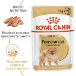 Купить Royal Canin Pomeranian Adult, для собак породы померанский шпиц, от 8 месяцев, (в паштете) 85 г Royal Canin в Калиниграде с доставкой (фото 1)