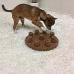 Купить ОН игра-головоломка для собак Petstages Smart Composite, 1 (начинающий) уровень сложности Nina Ottosson в Калиниграде с доставкой (фото 5)