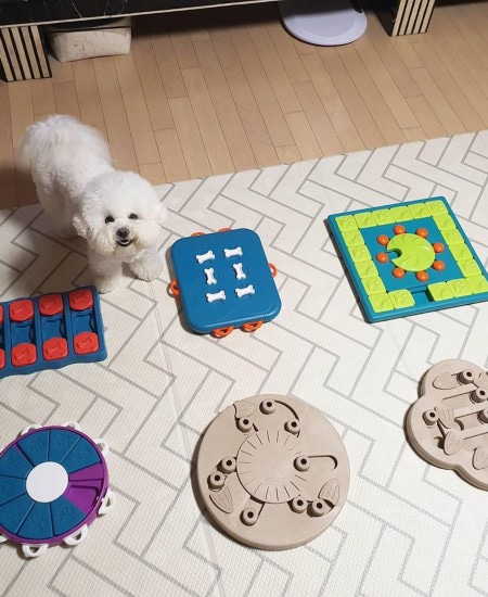 Интерактивная игра-головоломка для собак