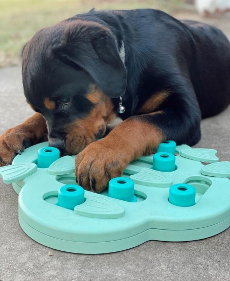 игры головоломки для собак