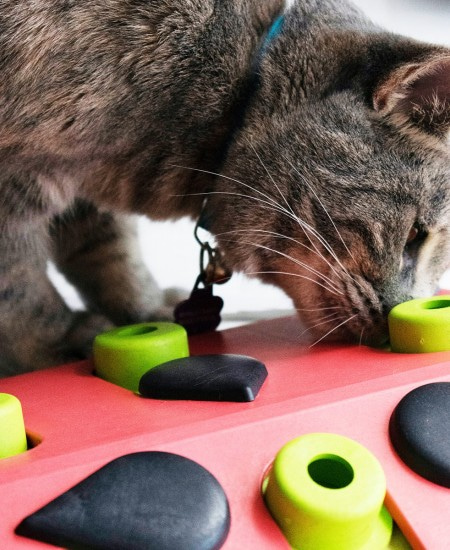 игры головоломки для кошек