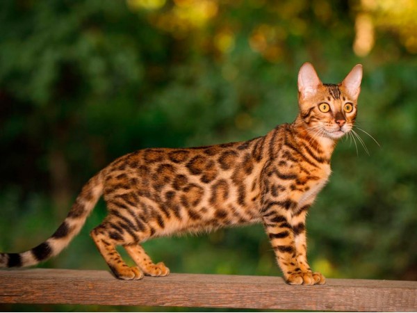 Товары для кошек бенгальской породы