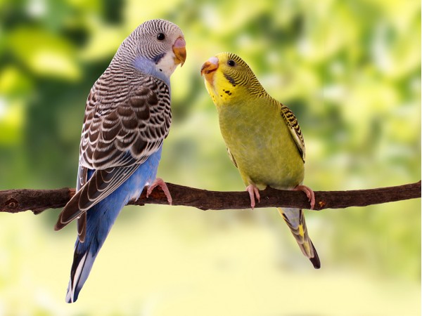 Корма и лакомства для волнистых попугайчиков