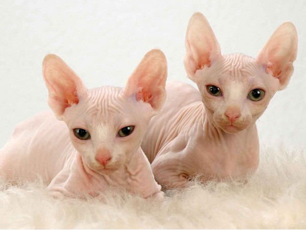 Товары для кошек породы сфинкс