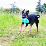 KONG игрушка для собак Джумблер Регби 18 см средние и крупные породы, синтетическая резина, цвета в ассортименте