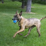 KONG игрушка для собак Ultra Squeak мячик средний 3 шт. в уп. 6 см