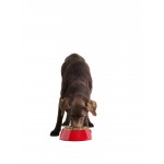 Сухой корм Purina ONE для щенков средних и крупных пород, с высоким содержанием курицы и с рисом, 700 г