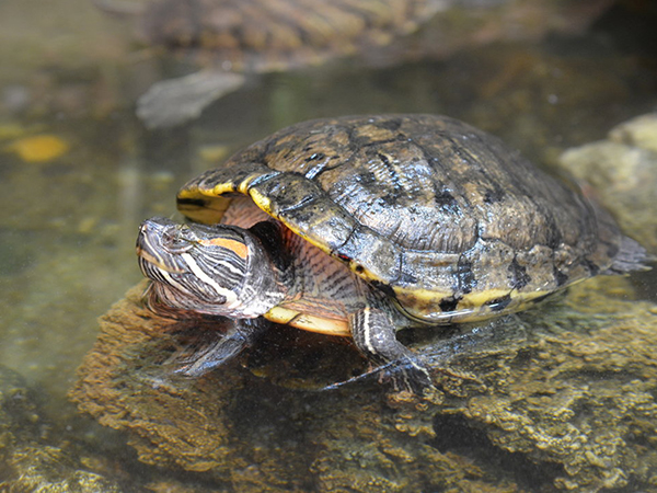 Корма и лакомства для водяных черепах