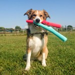 BAMA PET игрушка для собак палочка TUTTO MIO 37 см, резина, цвета в ассортименте