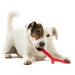 BAMA PET игрушка для собак палочка TUTTO MIO 16 см, резина, цвета в ассортименте
