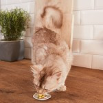 GIMCAT Витамины для кошек мышки с творогом, таурином и витаминами 220 г