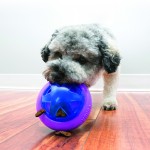KONG игрушка для собак Hopz мяч для лакомств, с пищалкой
