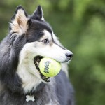 KONG игрушка для собак Air Теннисный мяч большой 8 см, 2 шт