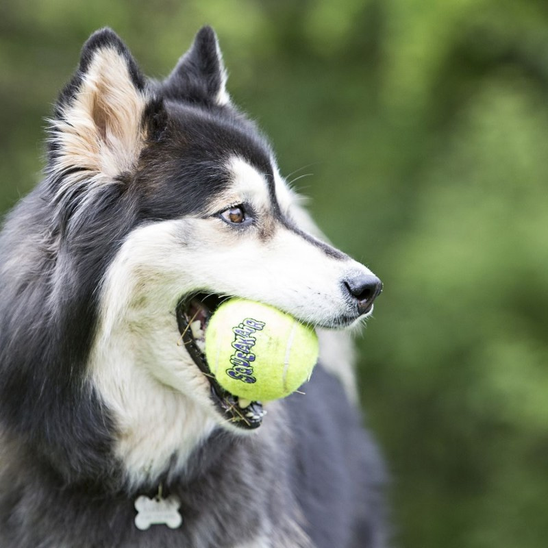 KONG игрушка для собак Air Теннисный мяч средний 6 см