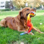 Купить Игрушка для собак Comet Fetch Ball теннисный мяч и конус для бросков Petstages в Калиниграде с доставкой (фото 1)