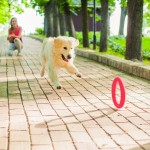 Купить PitchDog 30 - Игровое кольцо для аппортировки собак d 28 розовое PitchDog в Калиниграде с доставкой (фото 2)