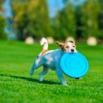 Купить PitchDog игрушка для собак летающий диск d 24 см, голубой PitchDog в Калиниграде с доставкой (фото 3)