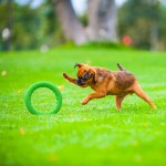 Купить PitchDog 20 - Игровое кольцо для аппортировки собак d 20 зеленое PitchDog в Калиниграде с доставкой (фото 1)