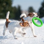 Купить PitchDog 20 - Игровое кольцо для аппортировки собак d 20 зеленое PitchDog в Калиниграде с доставкой (фото 4)
