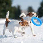Купить PitchDog 30 - Игровое кольцо для аппортировки собак d 28 голубое PitchDog в Калиниграде с доставкой (фото 6)