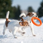 Купить PitchDog 30 - Игровое кольцо для аппортировки собак d 28 оранжевое PitchDog в Калиниграде с доставкой (фото 1)