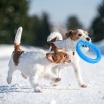 Купить PitchDog 20 - Игровое кольцо для аппортировки собак d 20 голубое PitchDog в Калиниграде с доставкой (фото 1)