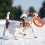 Купить PitchDog 20 - Игровое кольцо для аппортировки собак d 20 оранжевое PitchDog в Калиниграде с доставкой (фото 4)