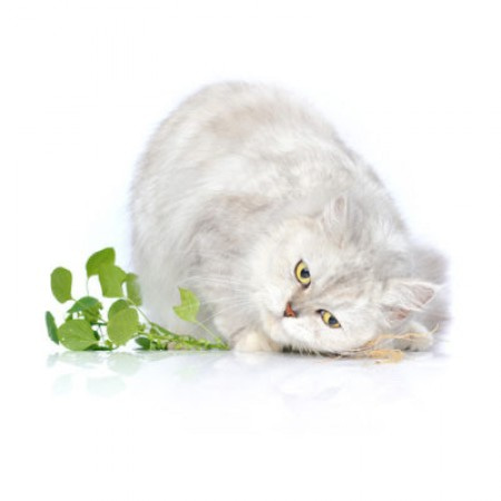 Витамины и добавки для кошек и котят