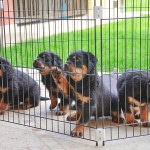 Купить Загон для собак и щенков Ferplast Dog Training 80 x 80 x h 62 см Ferplast в Калиниграде с доставкой (фото 8)