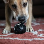 Купить Игрушка для собак средних и крупных пород Tonka Мяч Мега диаметр 7,6 см Tonka в Калиниграде с доставкой (фото 7)