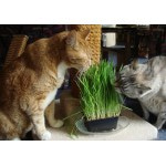 Купить Лакомство для кошек пророщенная пшеница в лотках 200 г No name в Калиниграде с доставкой (фото 1)