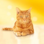 Сухой корм Friskies для взрослых кошек с мясом и полезными овощами, 10 кг