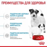 Купить ROYAL CANIN Mini Starter для беременных мелких собак и щенков до 2-х месяцев 3 кг Royal Canin в Калиниграде с доставкой (фото 2)