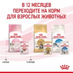Купить Консервы Royal Canin, для котят с 4 до 12 месяцев, мелкие кусочки в соусе, 85 г Royal Canin в Калиниграде с доставкой (фото 9)
