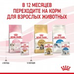 Купить Консервы Royal Canin, для котят с 4 до 12 месяцев, мелкие кусочки в желе, 85 г Royal Canin в Калиниграде с доставкой (фото 10)