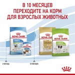 Купить Royal Canin X-Small Puppy для щенков очень мелких собак (до 4 кг) в возрасте до 10 месяцев 1,5 кг Royal Canin в Калиниграде с доставкой (фото 7)