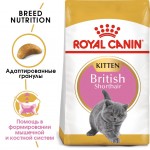 Купить Royal Canin British Shorthair Kitten для британских короткошерстных котят 400 гр Royal Canin в Калиниграде с доставкой (фото 2)