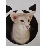 Купить Домик для кошки картонный Тумяу, 35 х 50 х 35 см, цвет в ассортименте Тумяу в Калиниграде с доставкой (фото 18)