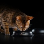 Купить Purina Pro Plan OPTIDIGEST для стерилизованных кошек с чувствительным ЖКТ, курица, 1,5 кг Pro Plan в Калиниграде с доставкой (фото 18)