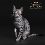 Купить Сухой корм PRO PLAN ACTI PROTECT CAT STERILISED для стерилизованных кошек с индейкой, 1.5 кг Pro Plan в Калиниграде с доставкой (фото 6)