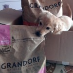 Купить Grandorf для щенков, беременных и кормящих собак всех пород с ягненком и рисом 3 кг Grandorf в Калиниграде с доставкой (фото 9)