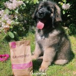 Купить Grandorf для щенков, беременных и кормящих собак всех пород с ягненком и рисом 3 кг Grandorf в Калиниграде с доставкой (фото 7)