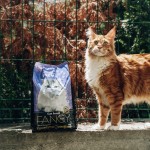 Купить Premil Fancy для привередливых кошек, профилактика МКБ с мясом индейки 400 гр Premil в Калиниграде с доставкой (фото 15)