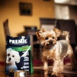 Купить Корм на развес Premil Mini для щенков и молодых собак малых и средних пород с уткой и индейкой, 500 гр Premil в Калиниграде с доставкой (фото 6)