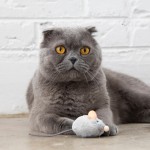 Купить Игрушка Petstages для кошек Мышка со звуком с кошачьей мятой 4 см Petstages в Калиниграде с доставкой (фото 1)